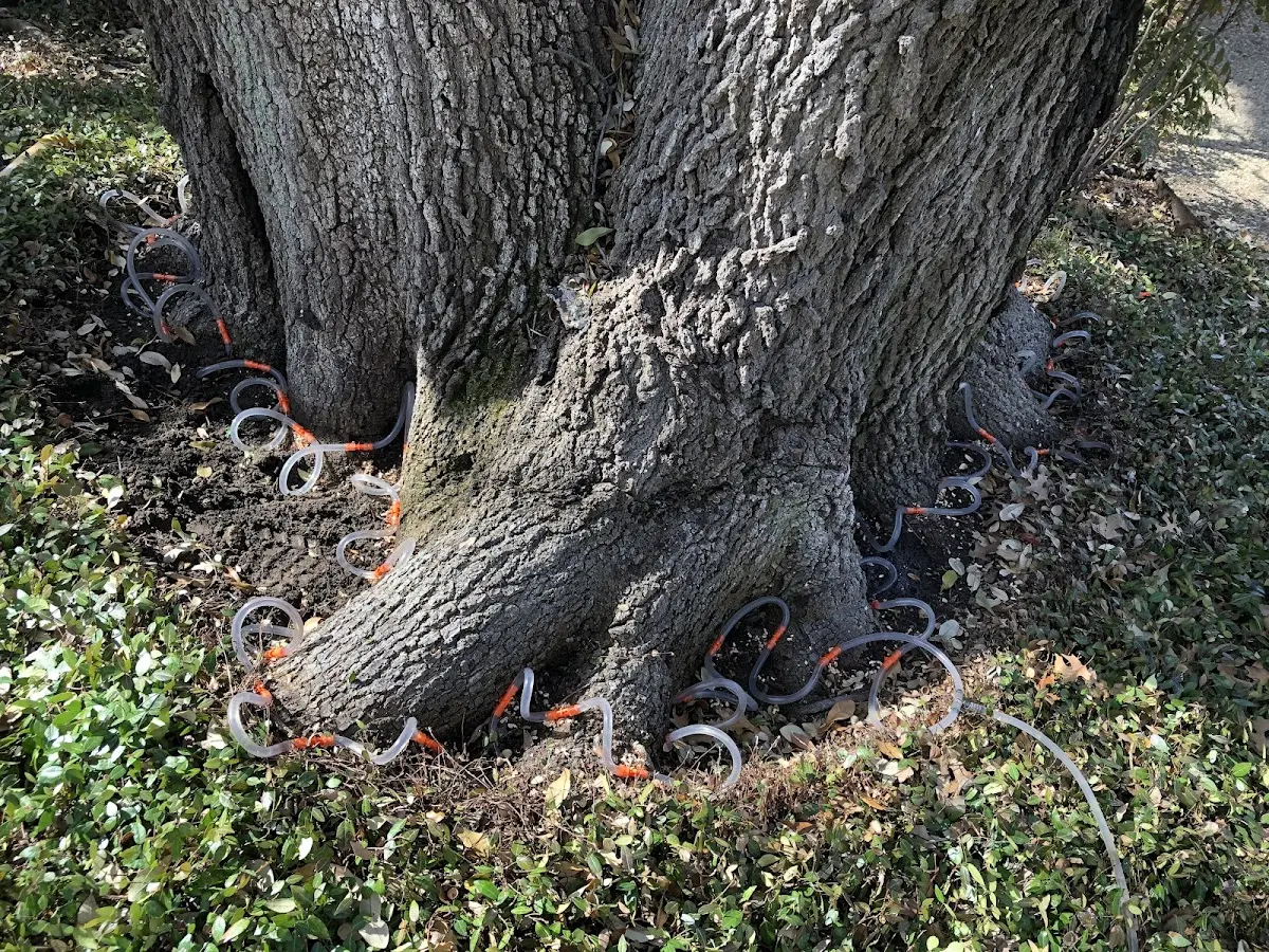 Detailed Tree Cabling and Bracing job site in Pleasant Plains