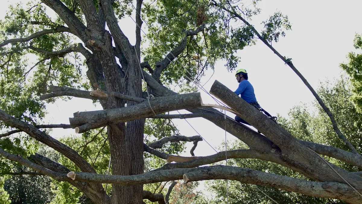 Professional Crown Thinning performed by certified arborists in Pleasant Plains